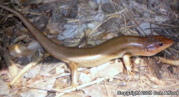 Broadhead Skink (Plestiodon laticeps)