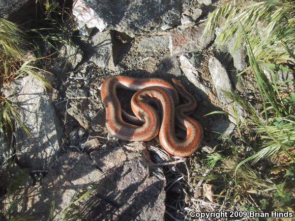 Desert Rosy Boa (Lichanura trivirgata gracia)