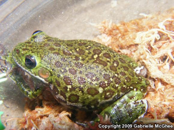 Barking Treefrog (Hyla gratiosa)