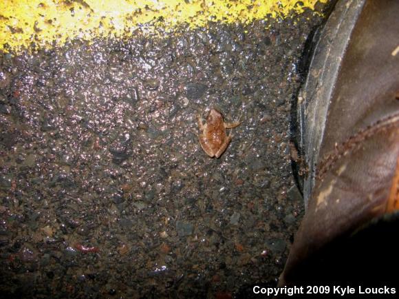 Northern Spring Peeper (Pseudacris crucifer crucifer)