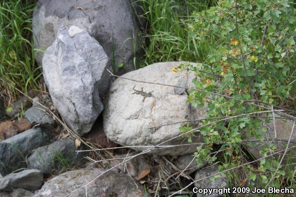 Great Basin Fence Lizard (Sceloporus occidentalis longipes)