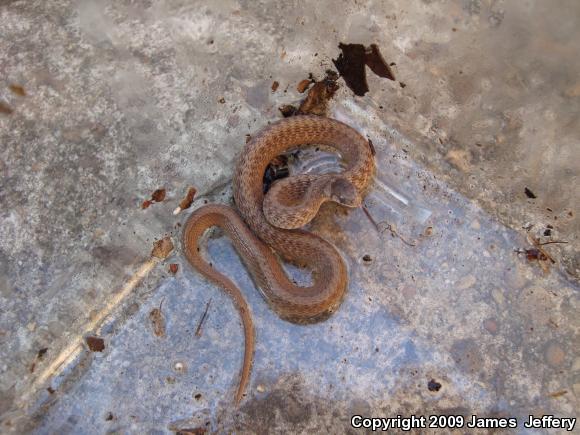 Dekay's Brownsnake (Storeria dekayi)