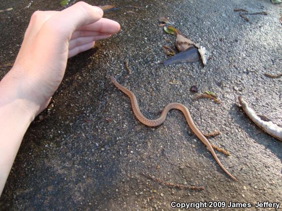 Dekay's Brownsnake (Storeria dekayi)