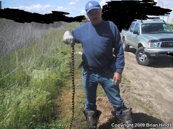 California Kingsnake (Lampropeltis getula californiae)