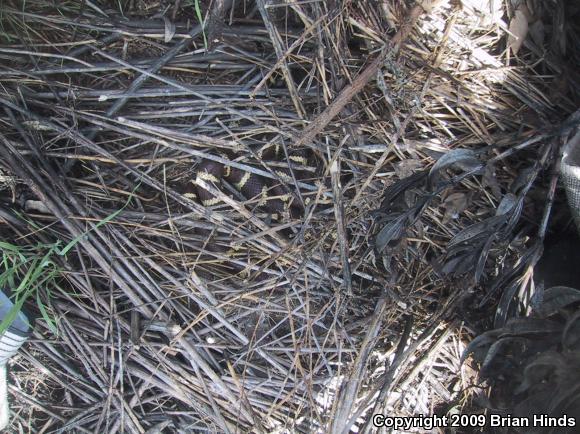 California Kingsnake (Lampropeltis getula californiae)