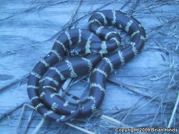 California Kingsnake (Lampropeltis getula californiae)