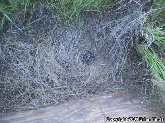 California Kingsnake (Lampropeltis getula californiae)