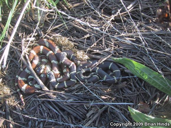 California Kingsnake (Lampropeltis getula californiae)