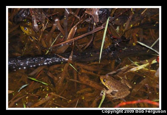 American Bullfrog (Lithobates catesbeianus)