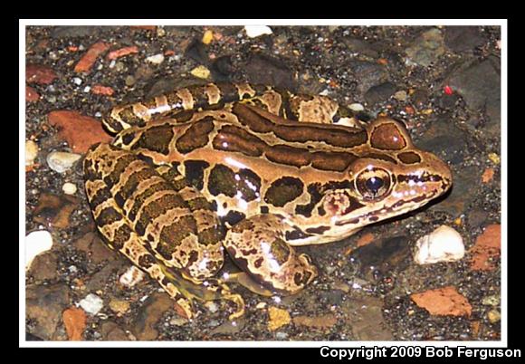 Pickerel Frog (Lithobates palustris)