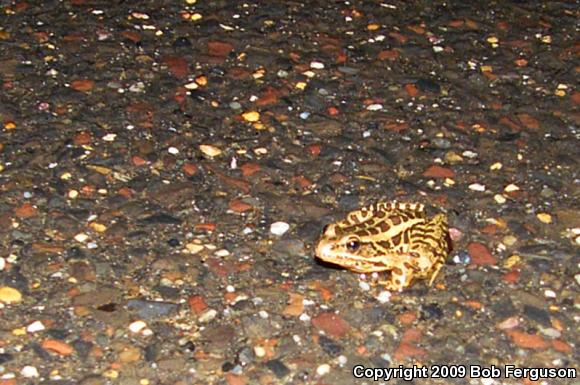 Pickerel Frog (Lithobates palustris)