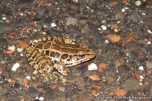 Pickerel Frog (Lithobates palustris)