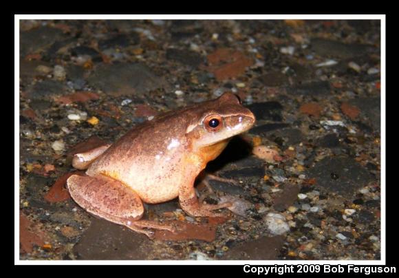 Northern Spring Peeper (Pseudacris crucifer crucifer)