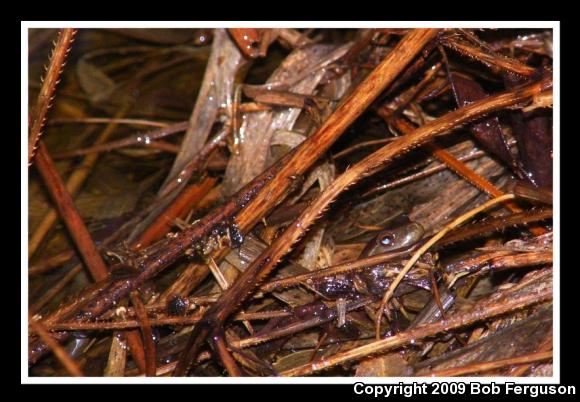 Northern Spring Peeper (Pseudacris crucifer crucifer)