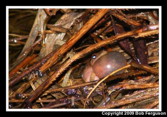 Northern Spring Peeper (Pseudacris crucifer crucifer)