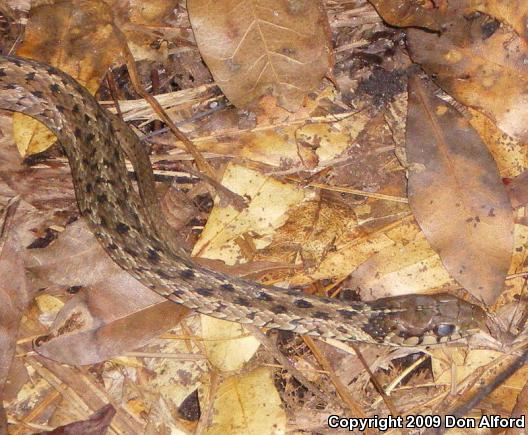 Common Gartersnake (Thamnophis sirtalis)