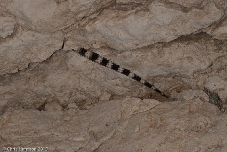 Texas Crevice Spiny Lizard (Sceloporus poinsettii axtelli)