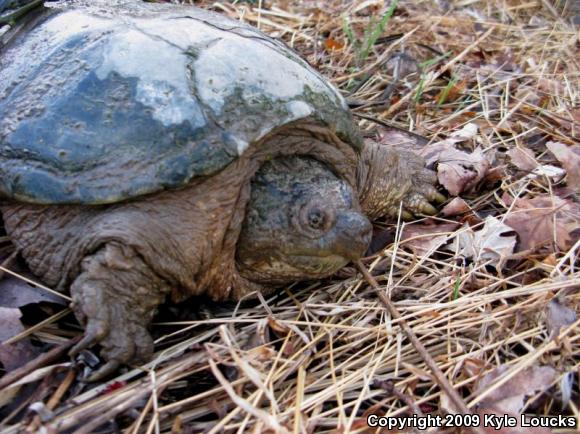 Eastern Snapping Turtle (Chelydra serpentina serpentina)