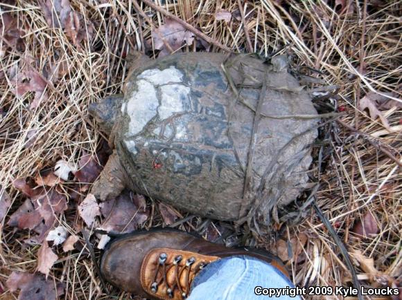 Eastern Snapping Turtle (Chelydra serpentina serpentina)