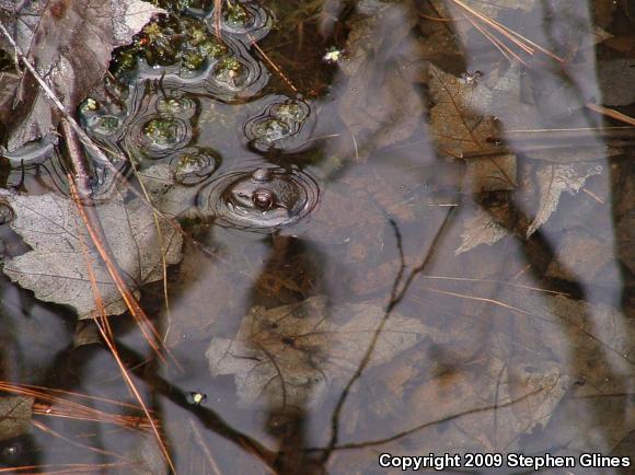 Northern Green Frog (Lithobates clamitans melanota)