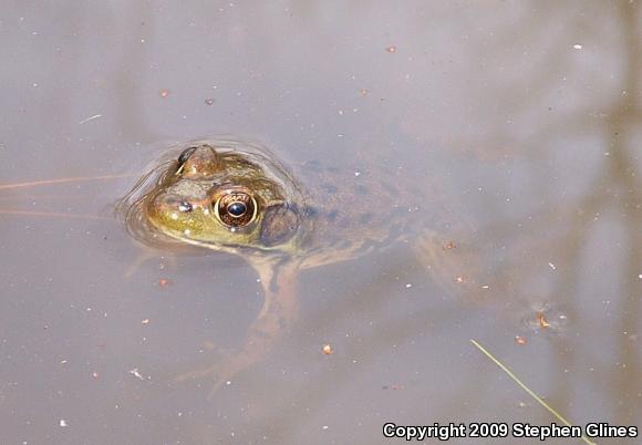 Northern Green Frog (Lithobates clamitans melanota)