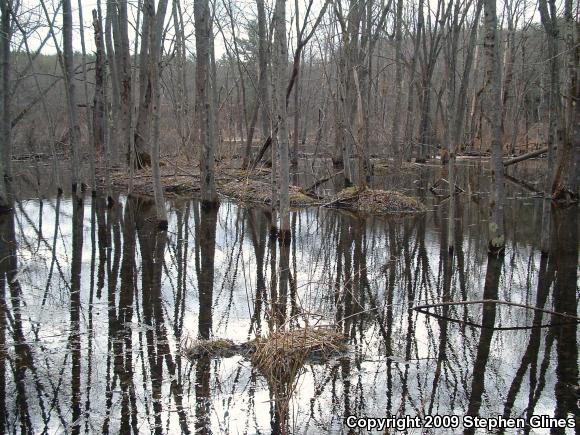 Northern Green Frog (Lithobates clamitans melanota)