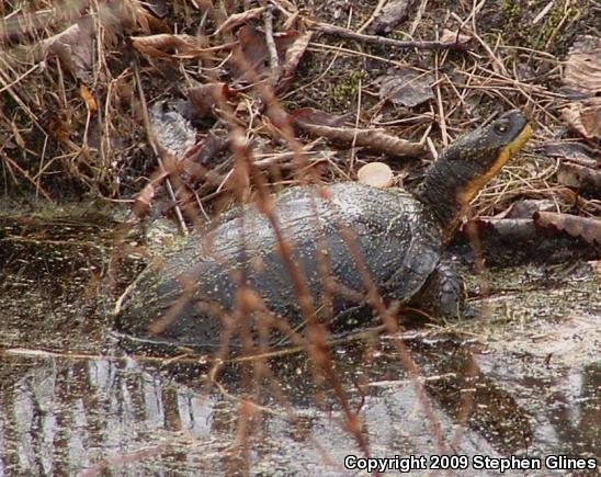 Blanding's Turtle (Emydoidea blandingii)