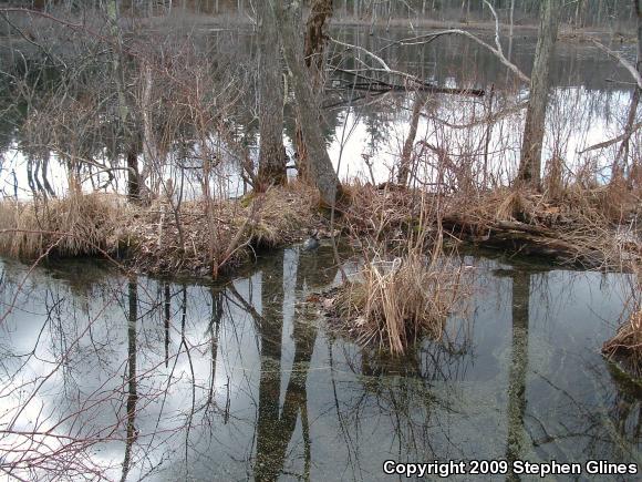 Blanding's Turtle (Emydoidea blandingii)