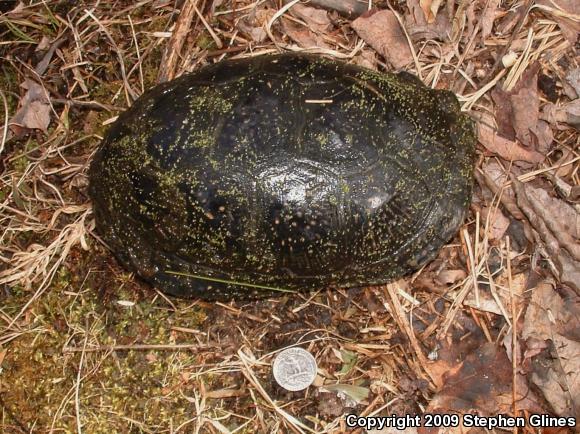 Blanding's Turtle (Emydoidea blandingii)