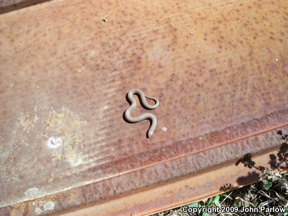 Rough Earthsnake (Virginia striatula)