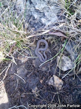 Rough Earthsnake (Virginia striatula)