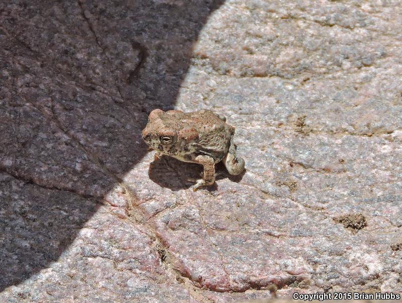 Arizona Toad (Anaxyrus microscaphus)