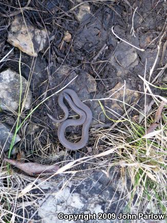 Rough Earthsnake (Virginia striatula)