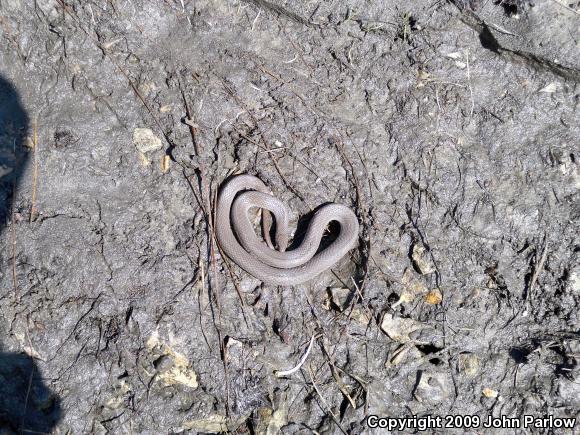 Rough Earthsnake (Virginia striatula)