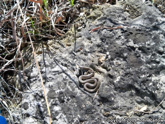 Lined Snake (Tropidoclonion lineatum)