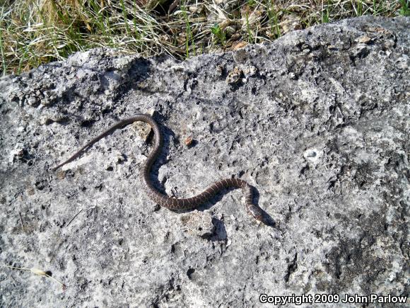 Eastern Yellow-bellied Racer (Coluber constrictor flaviventris)