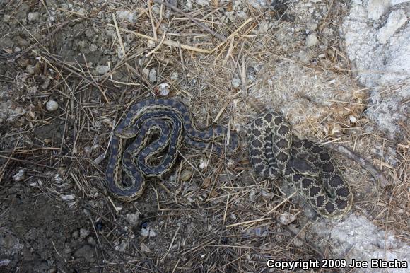 Southern Pacific Rattlesnake (Crotalus oreganus helleri)