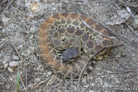 Southern Pacific Rattlesnake (Crotalus oreganus helleri)