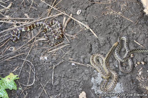 San Diego Gopher Snake (Pituophis catenifer annectens)