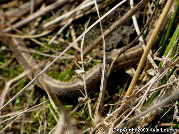 Eastern Gartersnake (Thamnophis sirtalis sirtalis)