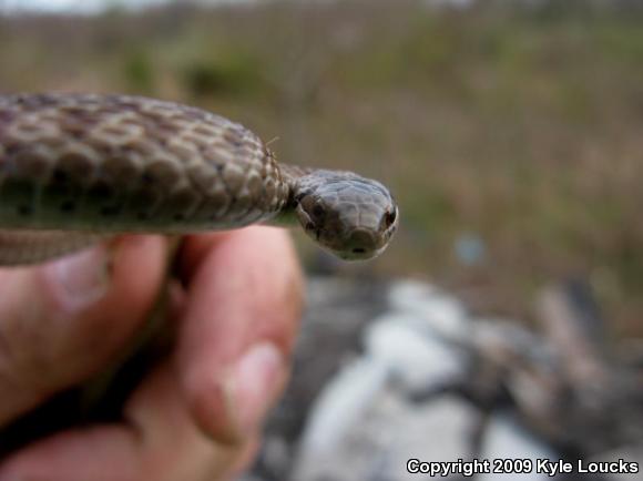 Northern Brownsnake (Storeria dekayi dekayi)