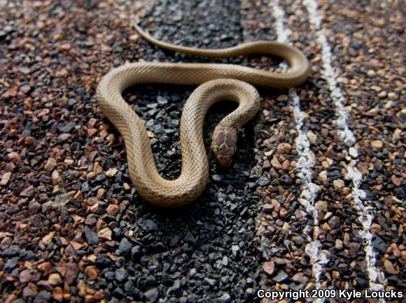 Northern Brownsnake (Storeria dekayi dekayi)