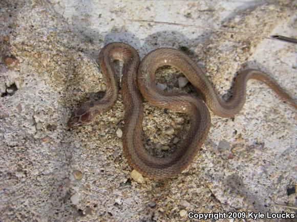 Northern Brownsnake (Storeria dekayi dekayi)