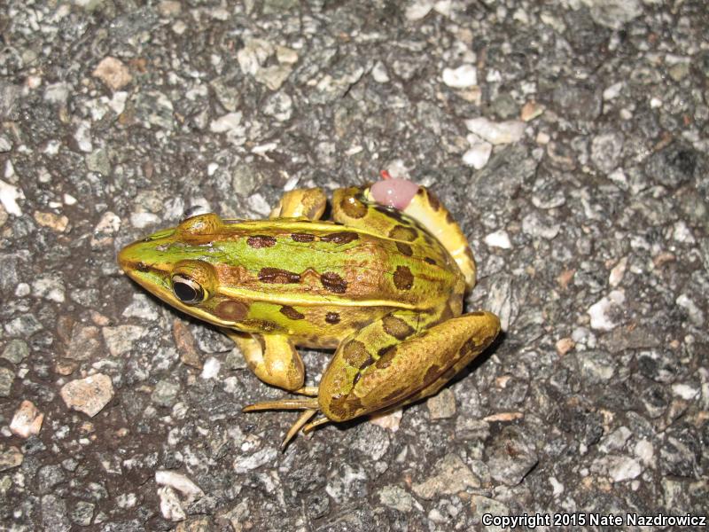 Florida Leopard Frog (Lithobates sphenocephalus sphenocephalus)