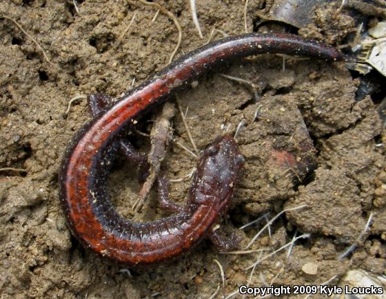 Eastern Red-backed Salamander (Plethodon cinereus)