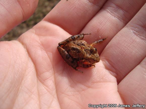 Coastal Plain Cricket Frog (Acris gryllus gryllus)