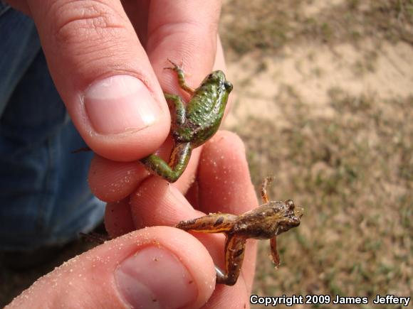 Coastal Plain Cricket Frog (Acris gryllus gryllus)