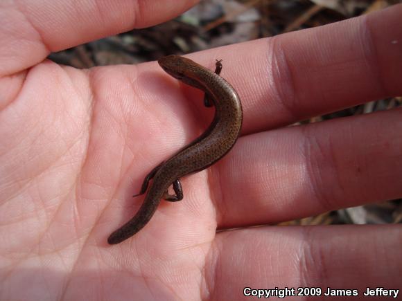 Little Brown Skink (Scincella lateralis)