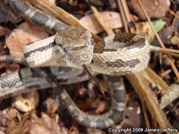 Gray Ratsnake (Pantherophis obsoletus spiloides)