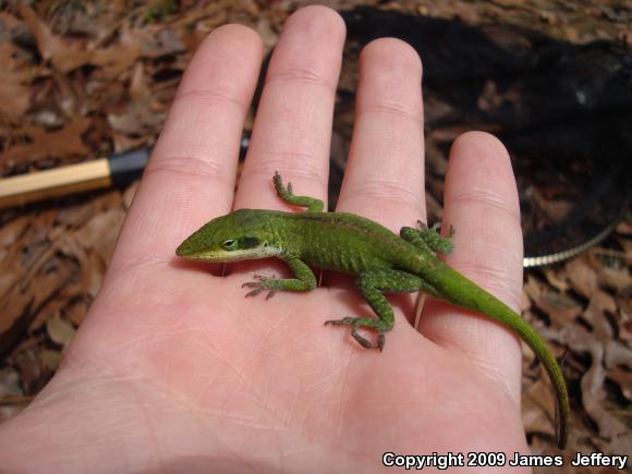 Northern Green Anole (Anolis carolinensis carolinensis)